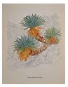 Encephalartos hirsutus Print - Douglas Goode