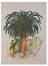Encephalartos woodii Print - Douglas Goode