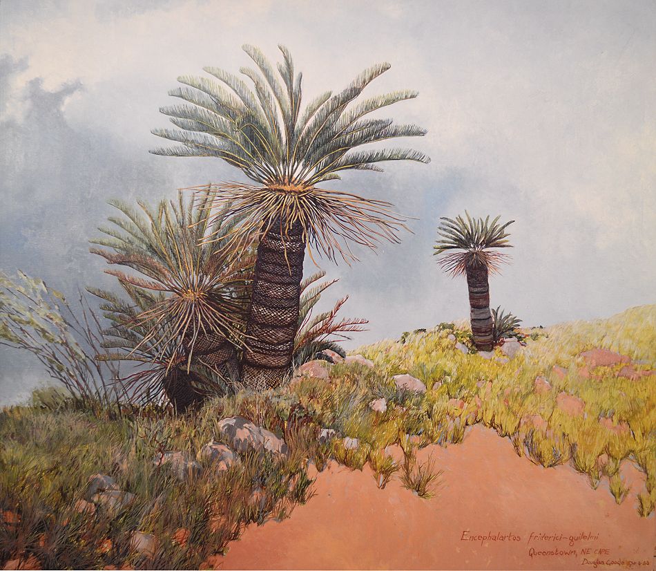 Encephalartos friderici-guilielmi Print - Douglas Goode