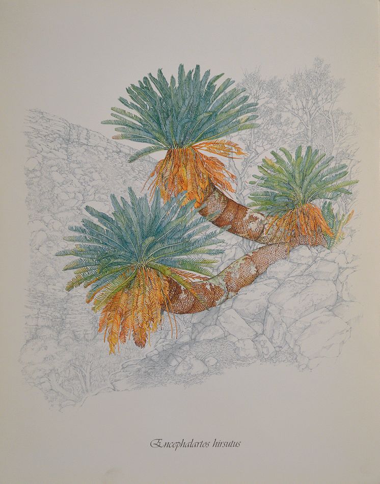 Encephalartos hirsutus Print - Douglas Goode
