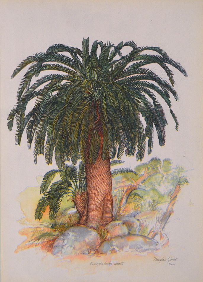 Encephalartos woodii Print - Douglas Goode